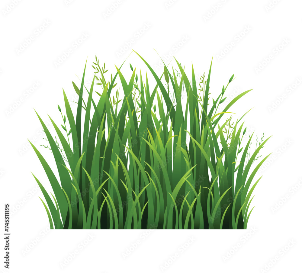 Fototapeta premium green grass isolated on white