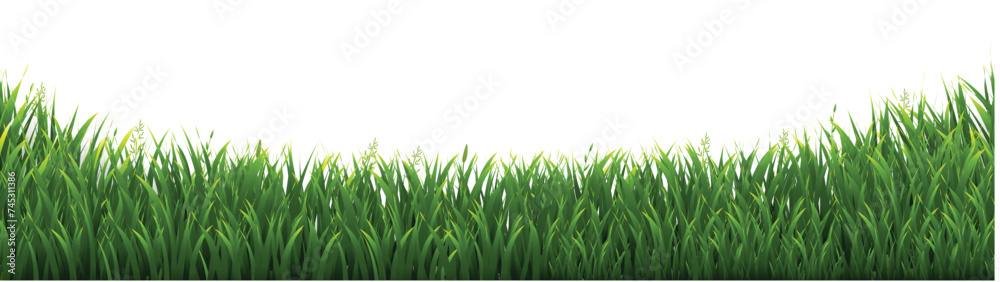 Fototapeta premium green grass background