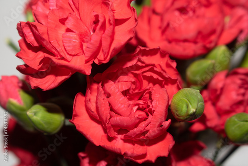 Red Carnation FLower Bunch Close Up on White Background