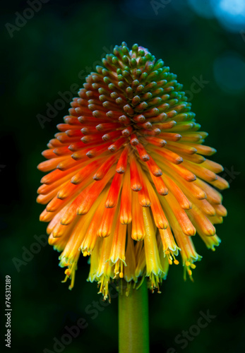 The Red Hot Poker