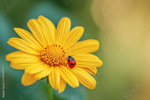 a yellow daisy with a ladybug on its petal