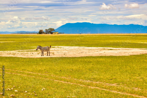 Fototapeta Naklejka Na Ścianę i Meble -  A lone zebra near the grassy plains around the less used Amboseli airstrip at the Amboseli National Park,Kenya
