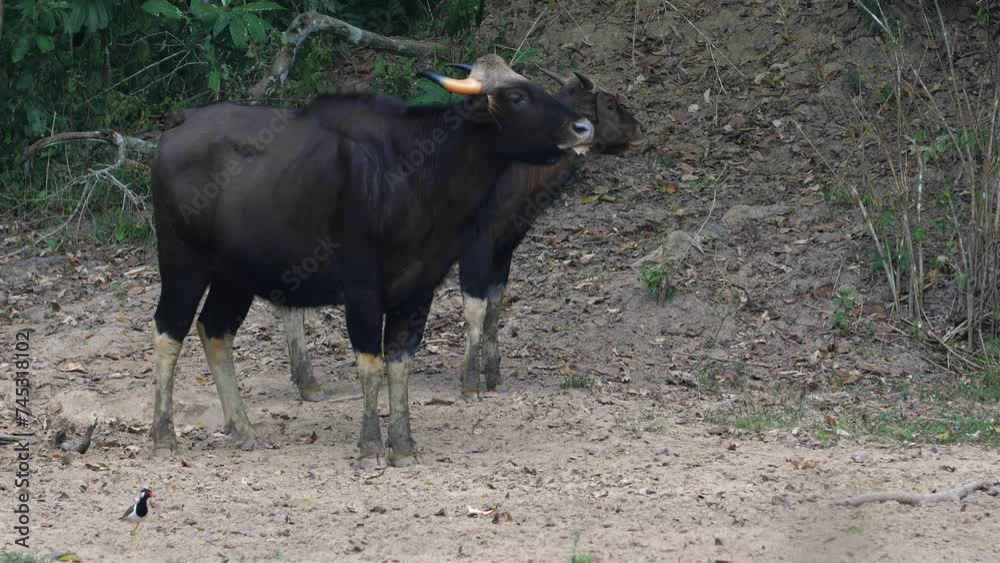 Gaur standing in natural habitat in wildlife reserve. Endangered species conservation.