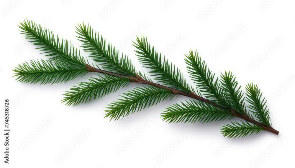 Pine Tree Branch on White Background