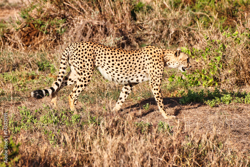 A Cheetah on the lookout for prey on the vast savanna plains with bright blue skies at Amboseli National Park, Kenya