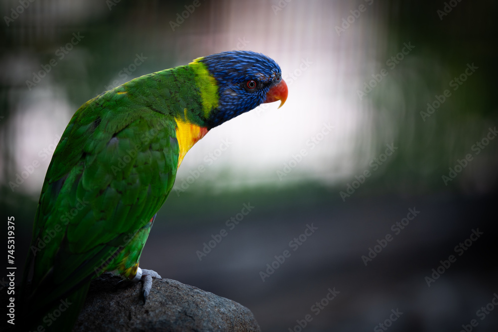 Beautiful parrots taken at a shallow depth of field to accentuate the bird and the colors of the birds. taken in a bird park in Johannesburg of South Africa Beautiful parrots taken at a shallow depth of field to accentuate the bird and the colors of the birds. taken in a bird park in Johannesburg of South Africa