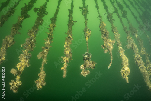 mussel farm underwater. shellfish grow on ropes suspended from the surface in the cold water of holland oosterschelde. the oesterdam is sea water controlled environment for seafood production photo