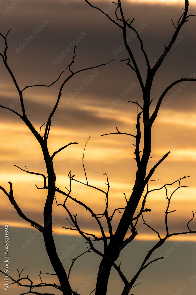 Sonnenuntergang mit toten Baum und Äste im Vordergrund Sonnenuntergang mit toten Baum und Äste im Vordergrund