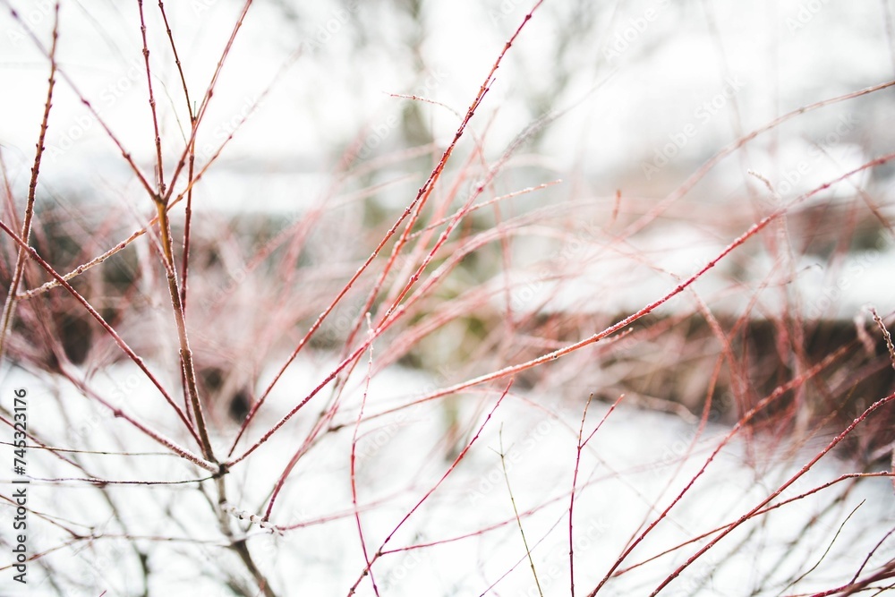 Red Branches With Snow Background