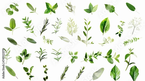 Fresh herbs collection isolated on white background 