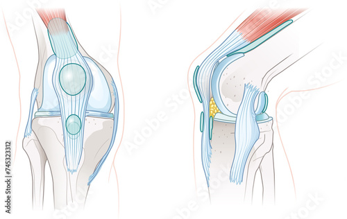 Bursae of the knee joint. Illustration photo