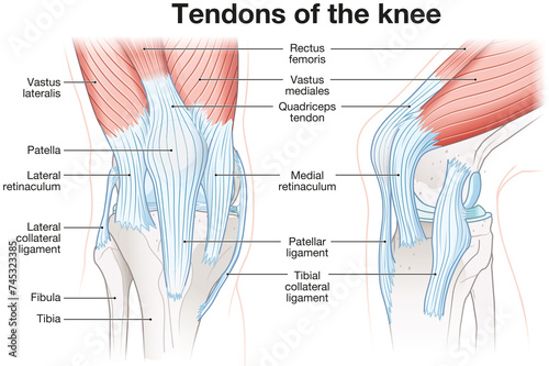Tendons of the knee, Anatomy. Labeled Illustration photo