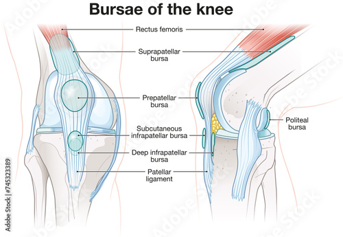 Bursae of the knee joint. Labeled. Illustration photo
