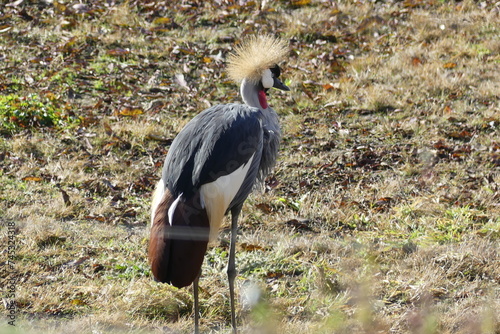 Bird at San Diego Safari Park photo