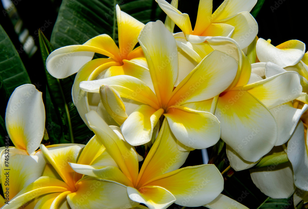 Obraz premium frangipani plumeria flower