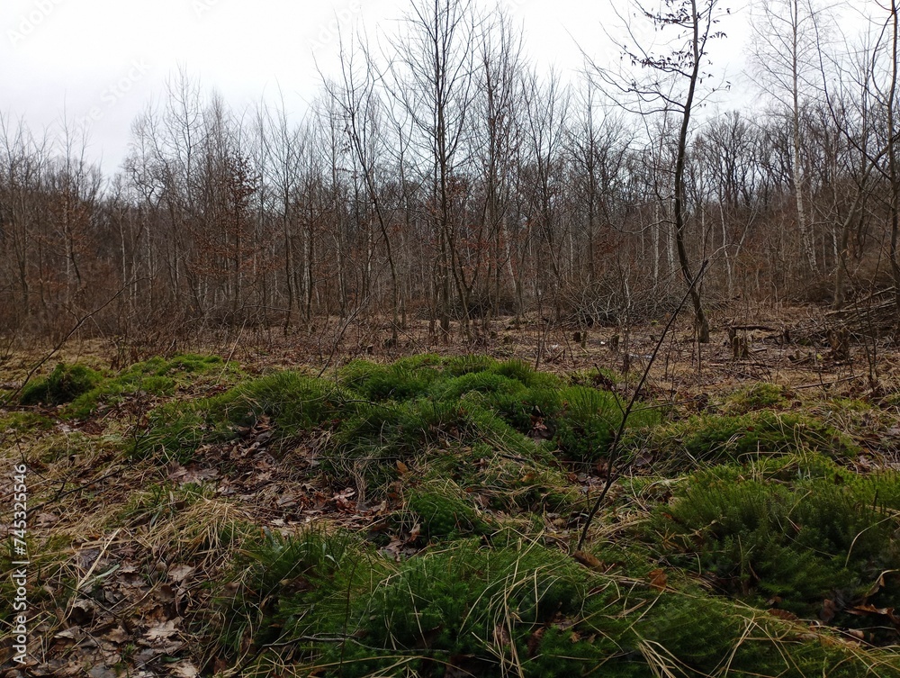 Green forest moss among the spring forest. Bare trees without leaves and dense green moss on the ground in the forest. Natural forest landscapes with plants and herbs. Green forest moss among the spring forest. Bare trees without leaves and dense green moss on the ground in the forest. Natural forest landscapes with plants and herbs.
