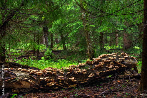 A fallen trunk covered with edible wild mushrooms Sheathed woodtuft (Kuehneromyces mutabilis) in the forest