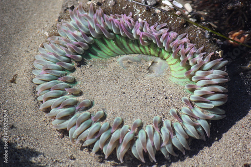 Sea Anenome in Tidepool