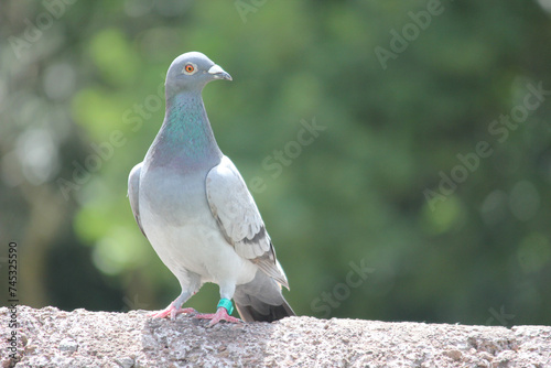 Pigeon on Ledge