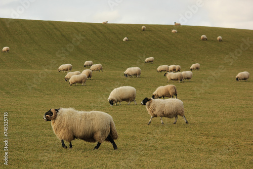 Sheep in a Field