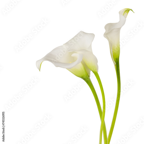 three blossoming white calla flowers with green stems