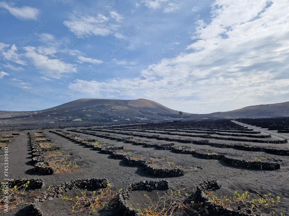 Volcanic black landscape of the Canary Island of Lanzarote, with vines dug into holes in volcanic vineyards - volcanoes (hills or mountains) in the background