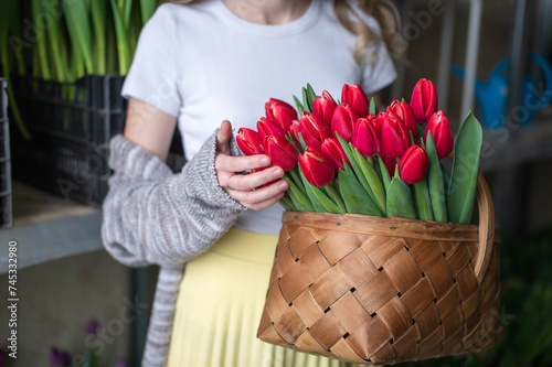 Wooden basket with red tulips in the hands of a woman for Easter #745332980