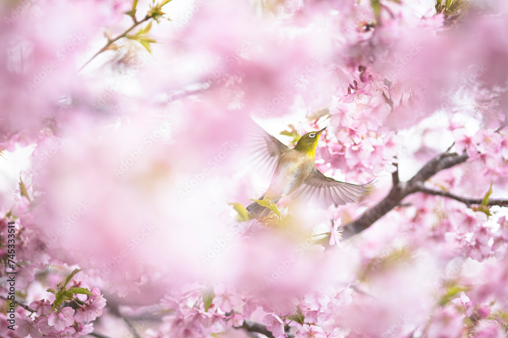 満開の緋寒桜の花に囲まれたメジロ 満開の緋寒桜の花に囲まれたメジロ