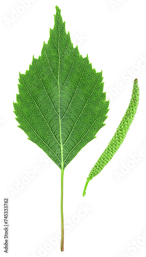 Green birch leaf and catkin isolated on a white background, top view.