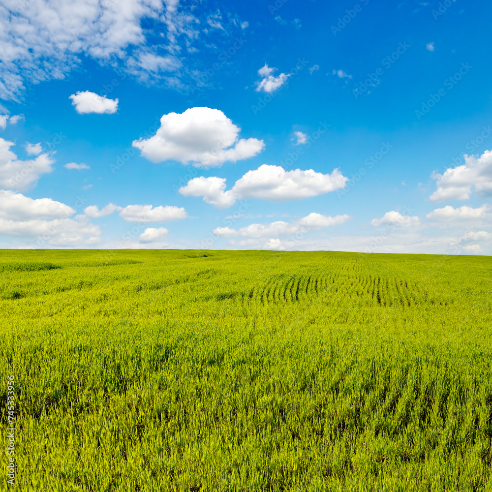 Obraz premium Green wheat field against the background of blue sky.