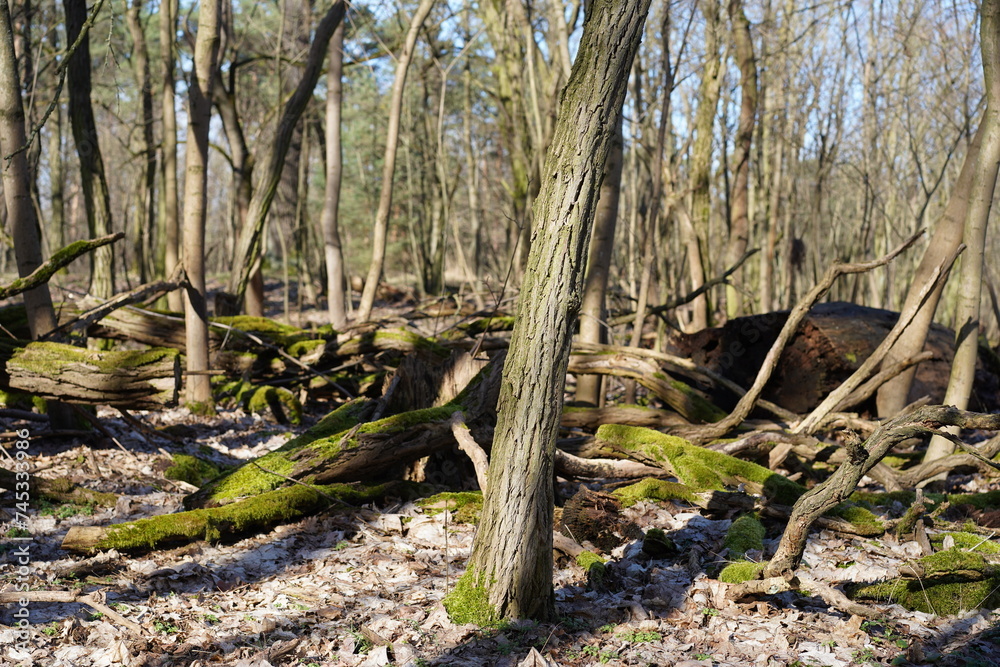 Naturschutzgebiet im Wald am Müggelsee in Berlin