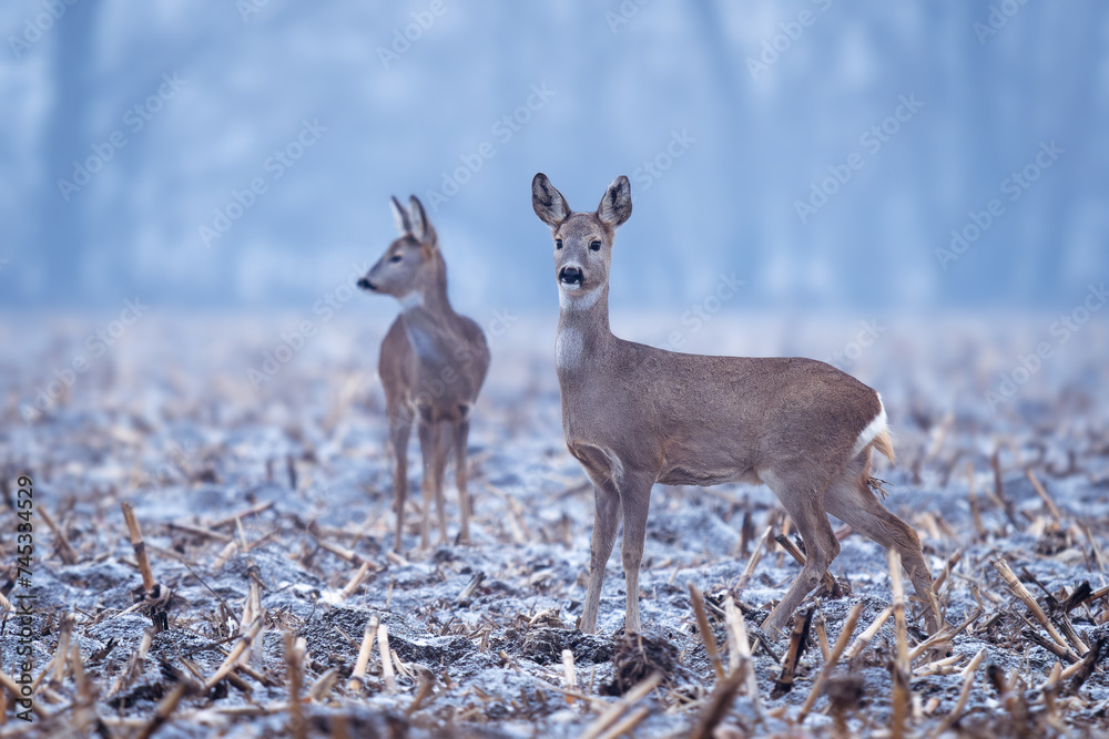 Two roe deer (Capreolus capreolus) in a frosty field at dawn Two roe deer (Capreolus capreolus) in a frosty field at dawn