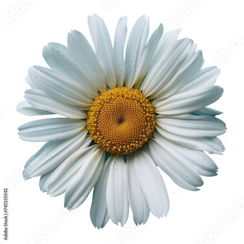 White daisy with yellow center isolated on transparent background © Carlos Cairo