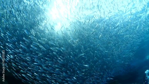 silversides hiding behind secret rocks  under sun shine and beams underwater silverside fish school wavy sea protection ocean scenery behaviour backgrounds Atherina boyeri photo