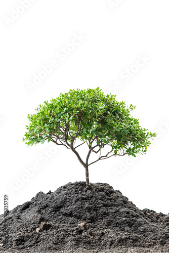 Tree isolated in transparent background