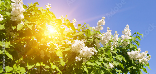 white lilac against a background of blue sky. Wide photo.