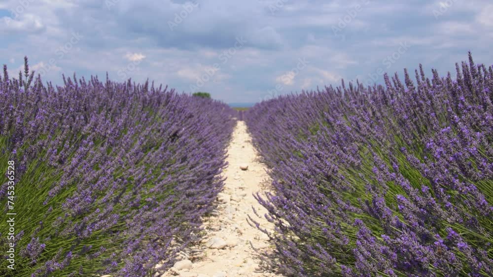 Champs de Lavandes en fleur - Valensole France