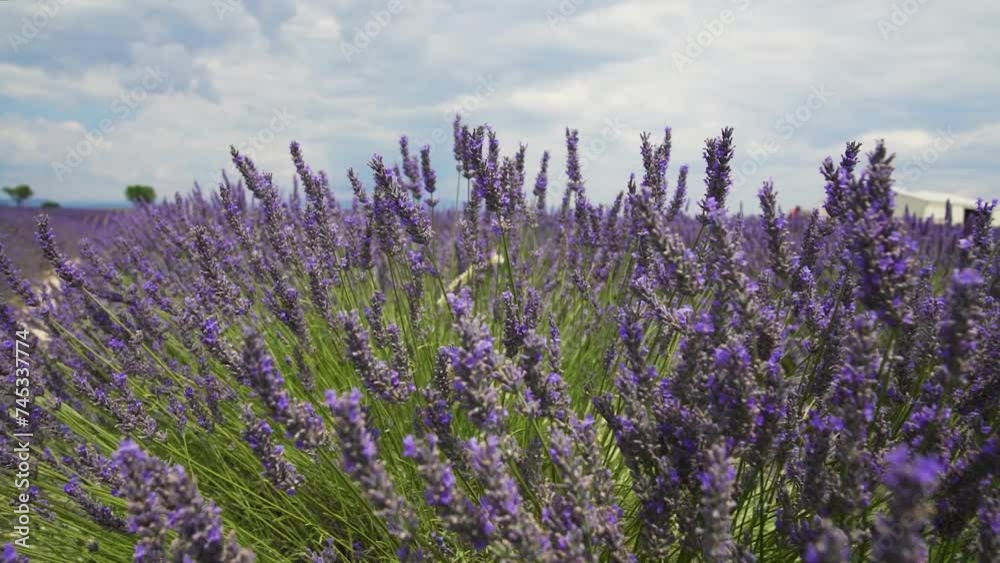 Lavandes en fleur gros plan