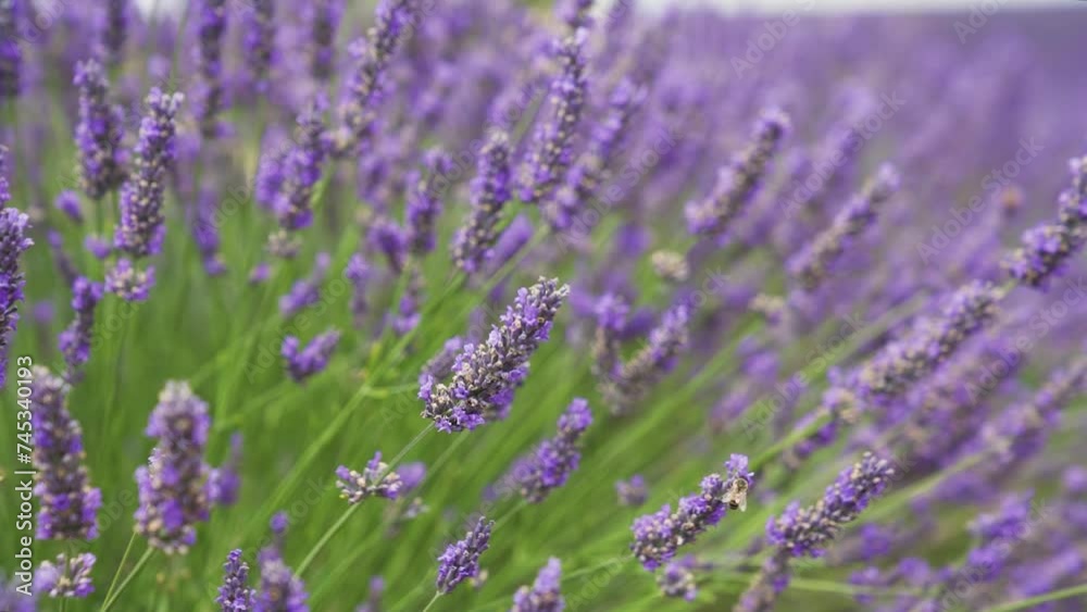 Lavandes en fleur gros plan