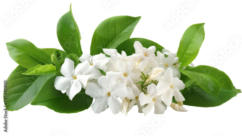 white jasmine flowers with green leaves on a white isolated background.
