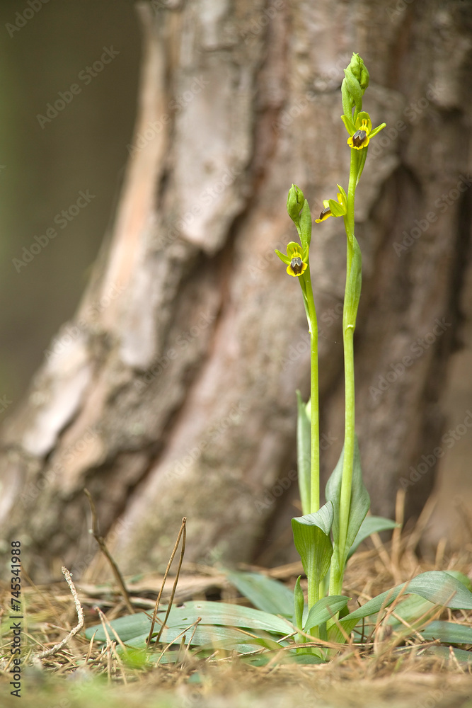 Ophrys cfr lutea. Pineta di Platamona, Sassari, sardegna, Italy Ophrys cfr lutea. Pineta di Platamona, Sassari, sardegna, Italy