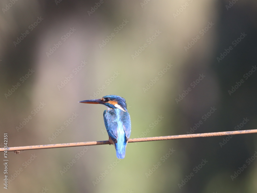 Obraz premium Beautiful kingfisher bird sitting on wire early morning and looking for food. Vibrant Colorful bird. Wall mounting of beautiful colorful bird. Seasonal greeting card background.