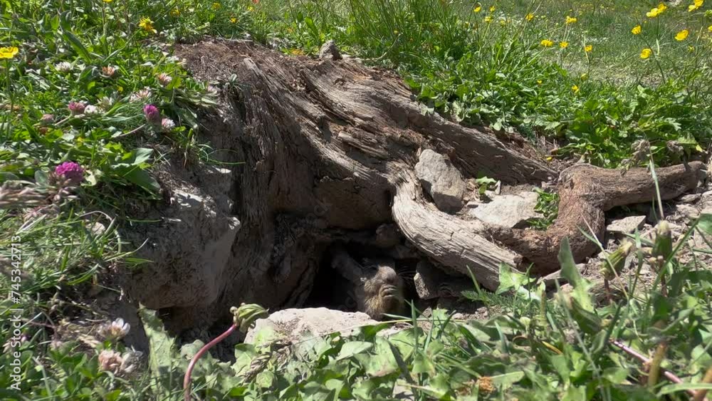 Marmotte dans les Alpes Française mange des pissenlits Marmotte dans les Alpes Française mange des pissenlits