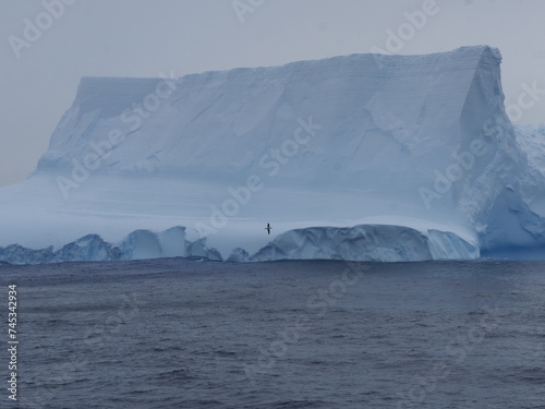 Großer Eisberg mit davor fliegendem Albatros in der Drake Passage zwischen Antarktischer Halbinsel und Kap Horn photo