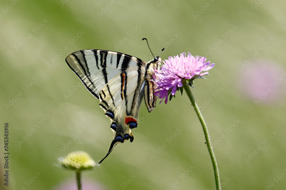 Scarce Swallowtail butterfly (Iphiclides podalirius), taken in Herzegovina. Scarce Swallowtail butterfly (Iphiclides podalirius), taken in Herzegovina.