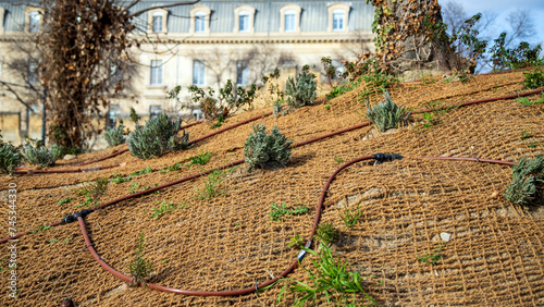 Arrosage goutte à goutte et paillage jute.