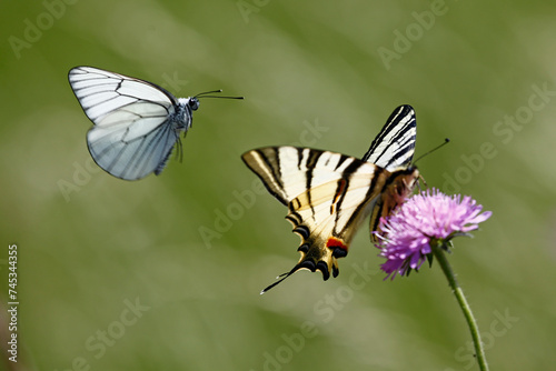 Scarce Swallowtail butterfly (Iphiclides podalirius)and Black-veined White butterfly (Aporia crataegi), taken in Herzegovina.