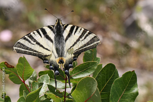 Scarce Swallowtail butterfly (Iphiclides podalirius), taken in Herzegovina. photo