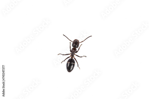 Solitary Ant: Close-up of a Tiny Insect on White Background © Peter Togel