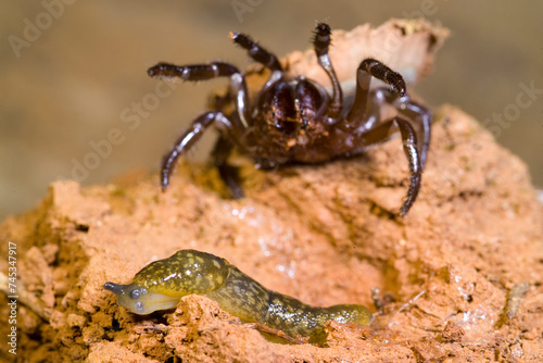 Ragno. Cteniza sauvagesii, predazione nei confronti di una limaccia. Trap door spider catching a landsnail...Capo Caccia. Alghero, Sardegna, Italia photo